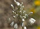 Ajillo silvestre (Allium paniculatum)