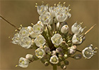 Ajo porro (Allium stearnii)
