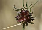 Allium vineale, Ajo silvestre