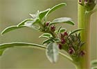 Amaranthus blitoides, Bledo rojizo