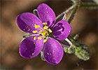 Arenaria púrpura (Spergularia purpurea)
