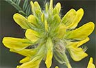 Astragalus alopecuroides. Astrágalo florido
