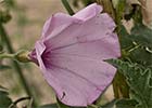 Campanilla rosa (Convolvulus althaeoides)