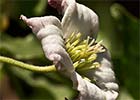 Clemátide acampanada (Clematis campaniflora)