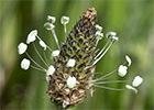 Llanten lanceolado (Plantago lanceolata)