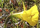 Narcissus bulbocodium. Narciso acampanado