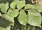 Ulmus carpinifolia, Olmo