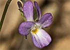 Viola de monte (Viola riviniana)