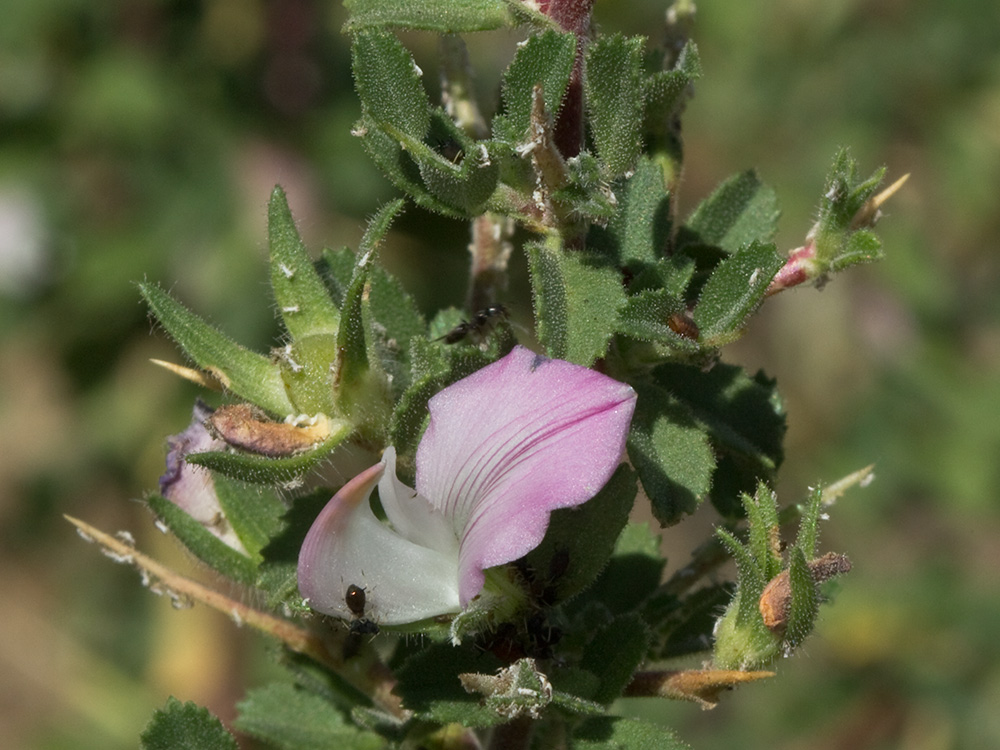 Flor de la gatuña (ononis spinosa)