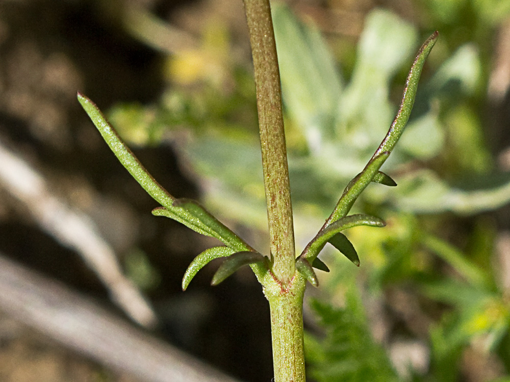 Hierba de los canónigos (Valerianella coronata)