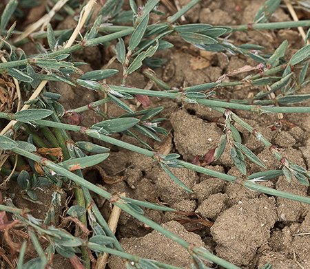 Flora de Malpica de Tajo, Hierba de la sangre (Polygonum Flora de Malpica de Tajo, Hierba de la sangre (Polygonum