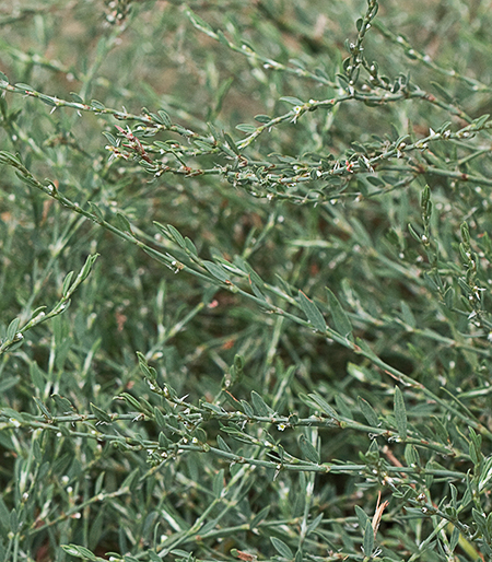 Flora de Malpica de Tajo, Hierba de la sangre (Polygonum Flora de Malpica de Tajo, Hierba de la sangre (Polygonum