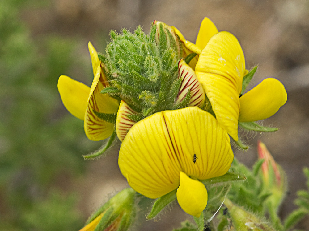 Flor de la hierba garbancera (Ononis pubescens)