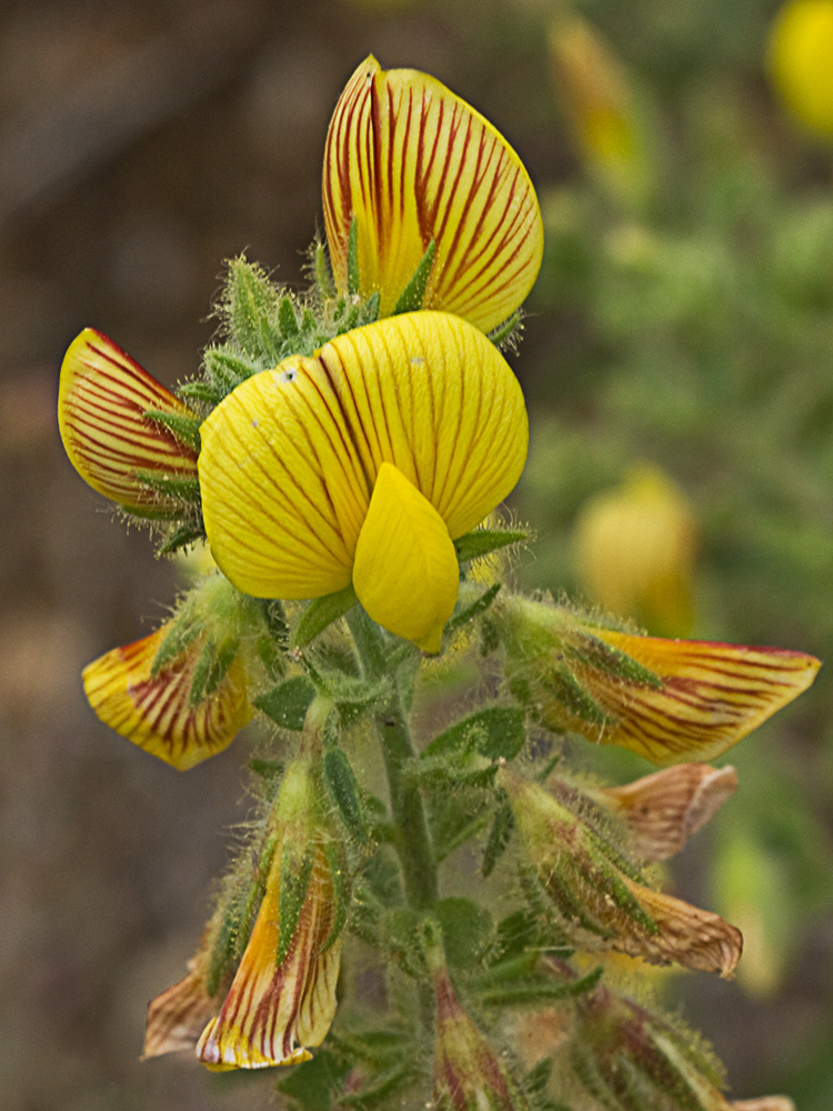 Flor de la hierba garbancera (Ononis pubescens)