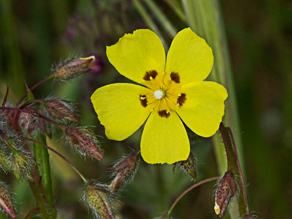 Tuberaria guttata, hierba turmera