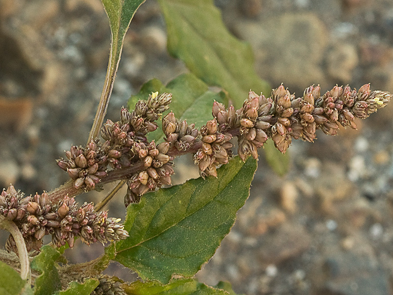 Hieron (Amaranthus muricatus)