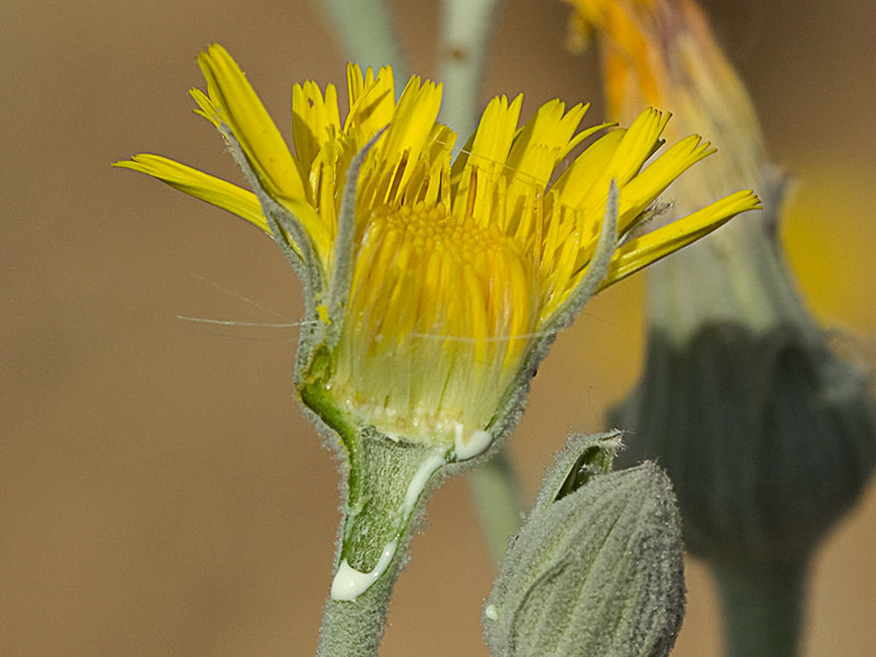 Seccionado de la inflorescencia del ajonje (Andryala ragusina)