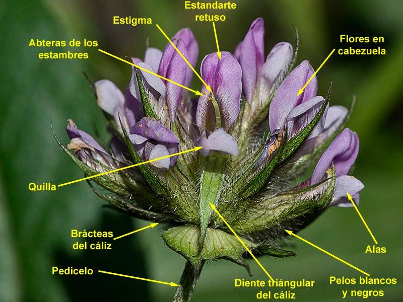  Morfología de la Inflorescencia del Astragalus sesameus