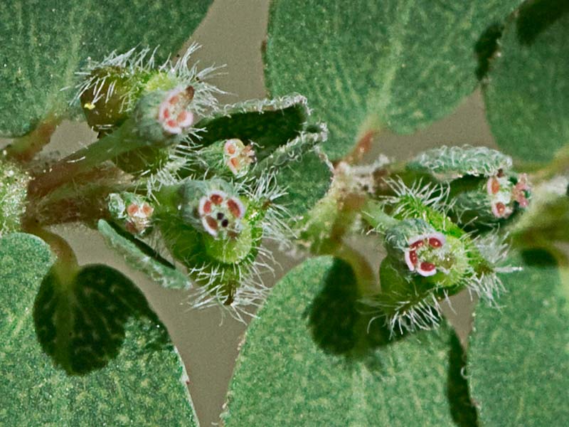 Hierba de la Golondrina (Chamaesyce prostrata)