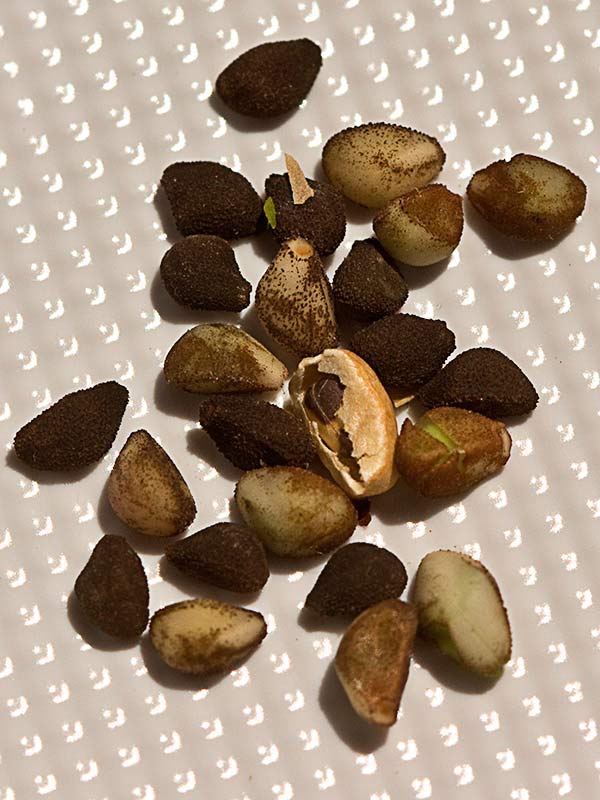 Semillas de la Campanilla (Convolvulus arvensis)