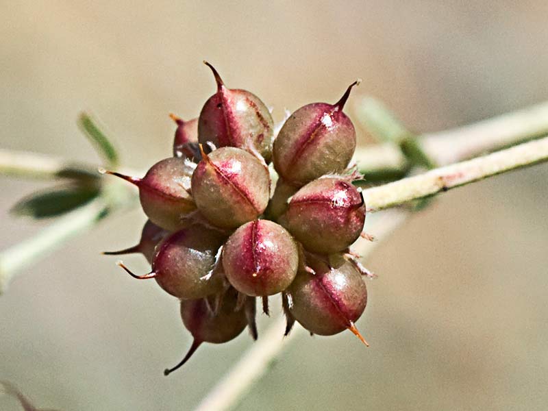 Ramo de Semillas de la bocha (Dorycnium pentaphyllum)