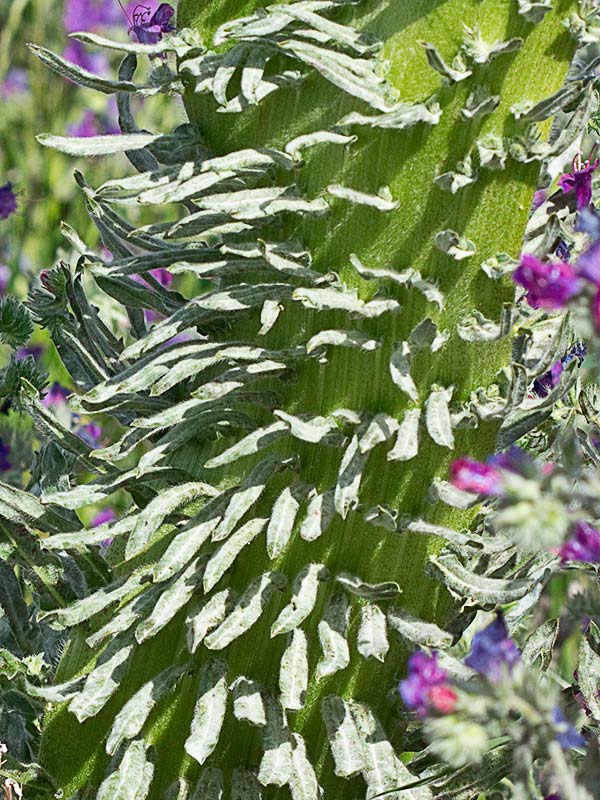 Tallo acintado y sus hojas por el fenómeno de la fasciación o crestación en la Viborera (Echium plantagineum)