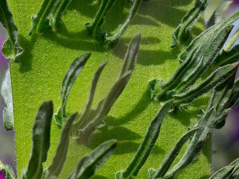 Detalle de una parte del tallo ecintado por el fenómeno de la fasciación o crestación en la Viborera (Echium plantagineum)