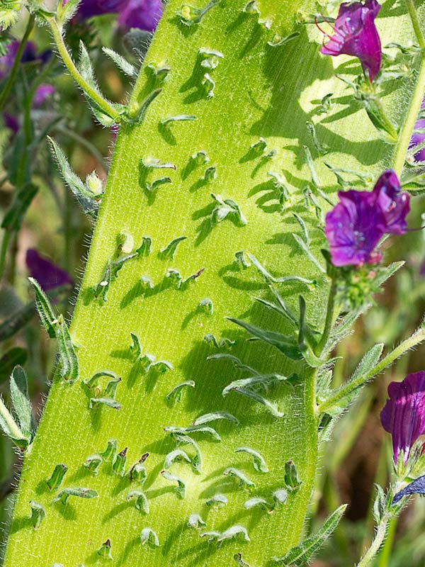 Tallo en forma de cinta debido a la fasciación o crestación en la Viborera (Echium plantagineum) 