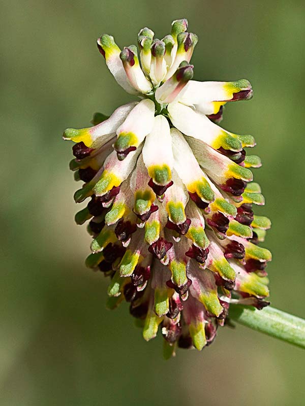 Ejemplares de Conobio (Fumaria parviflora)