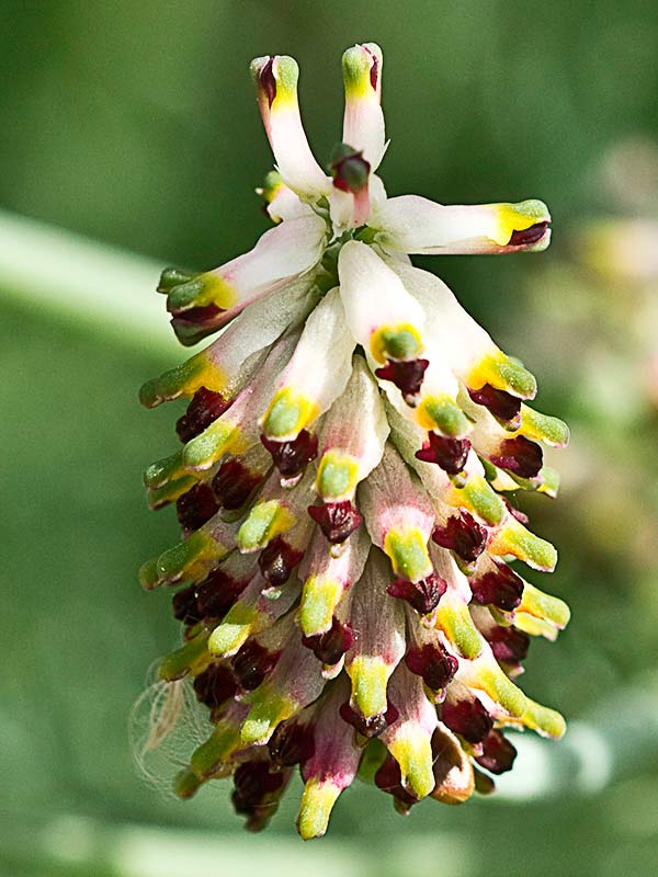 Ejemplares de Conobio (Fumaria parviflora)