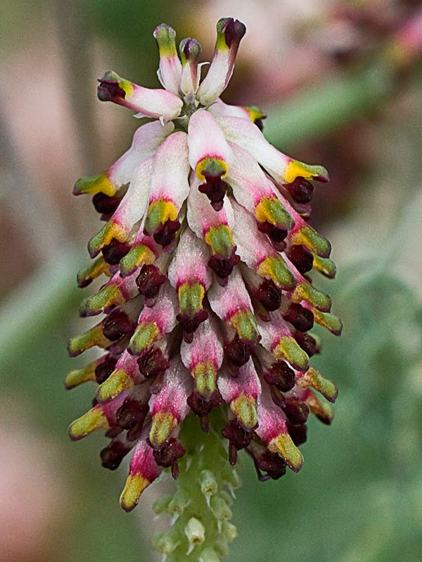 Conobio (Fumaria parviflora)