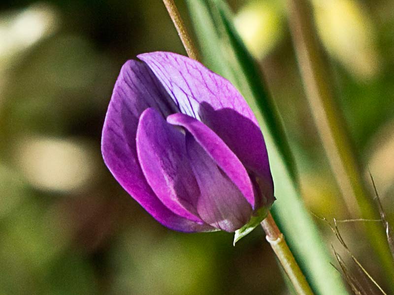 Flor de la Almorta de monte (Lathyrus cicera)