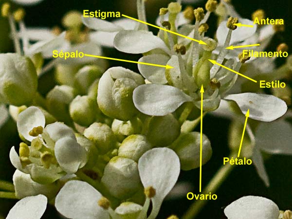 Morfología de la flor  de Capellanes (Lepidium draba)