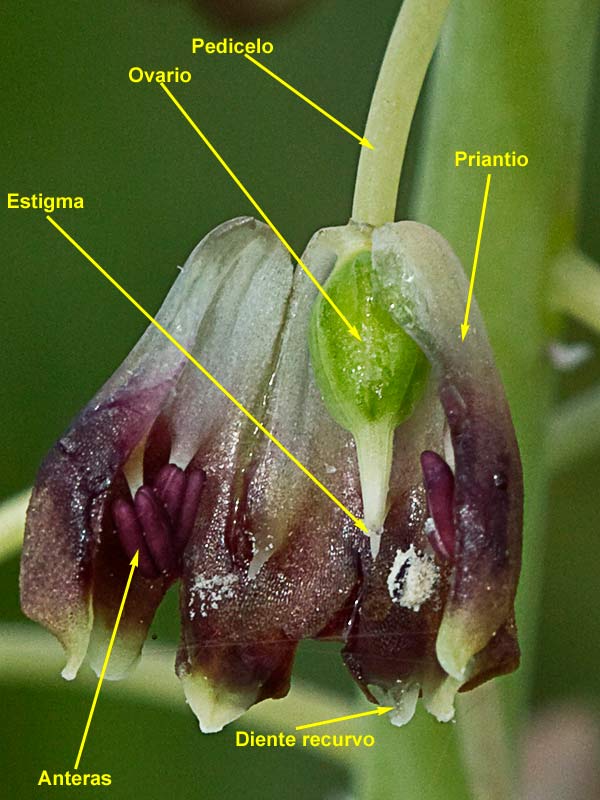 Morfología del fruto del Jacinto comoso (Muscari comosum)