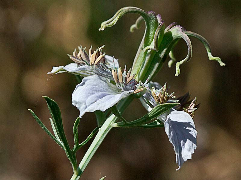 Inflorescencia de la Neguilla (Nigella gallica)