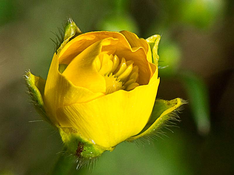 Capullo de la Flor de botón de oro (Ranunculus ollissiponensis)