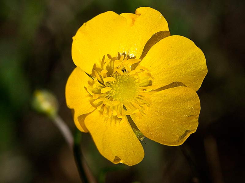 Flor de botón de oro (Ranunculus ollissiponensis)