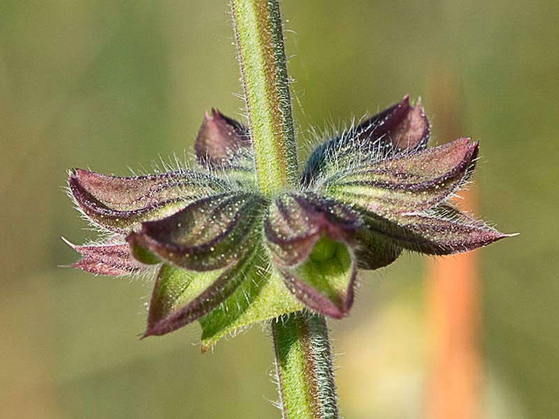 Verbenaca, gallocresta (Salvia verbenaca)