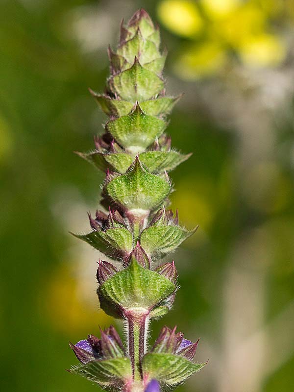 Verbenaca, gallocresta (Salvia verbenaca)