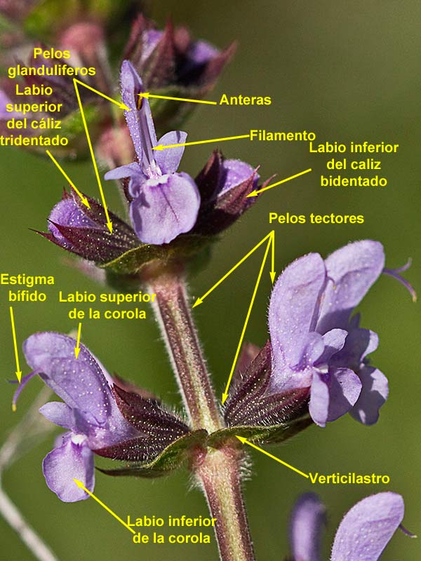 Descripción de la Verbenaca, gallocresta (Salvia verbenaca)