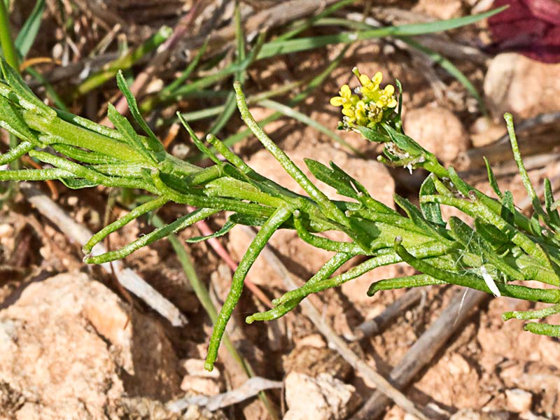 Mata de Géniva (Sisymbrium austriacum subsp. contortum)