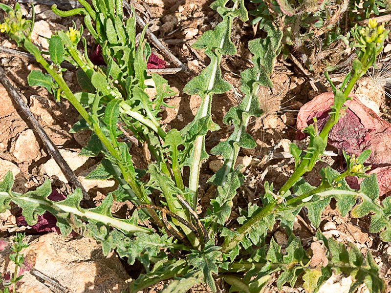Roseta basal de Géniva (Sisymbrium austriacum subsp. contortum)