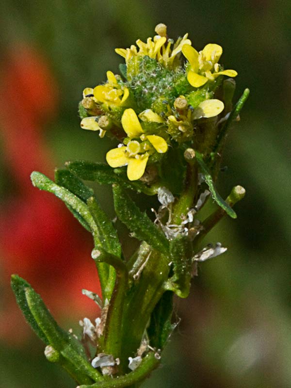 Inflorescencia de Géniva (Sisymbrium austriacum subsp. contortum)
