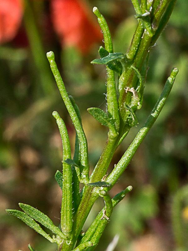 Tallo y frutos de Géniva (Sisymbrium austriacum subsp. contortum)