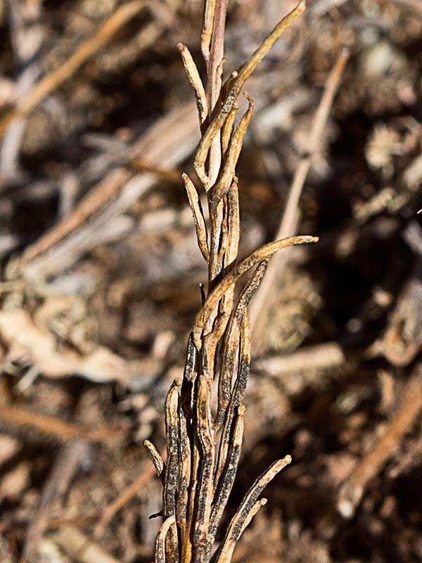 Mata de Géniva (Sisymbrium austriacum subsp. contortum)