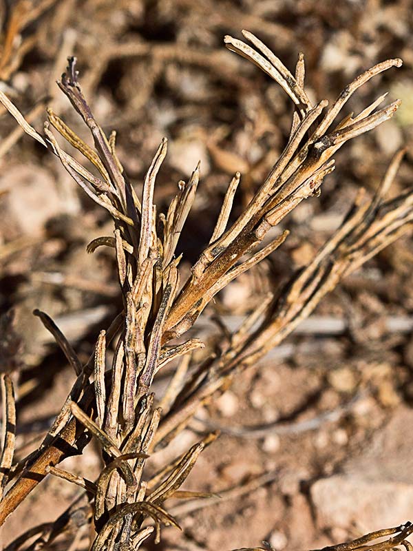 Tallo y frutos ya secos de Géniva (Sisymbrium austriacum subsp. contortum)