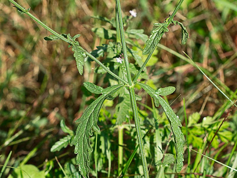 Verbena (Verbena officinalis)