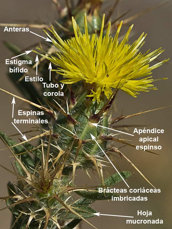 Detalle del capítulo del Abrepuños (Centaurea melitensis)