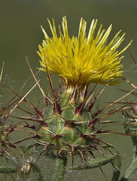 Abrepuños, cardo escarolado (Centaurea melitensis)