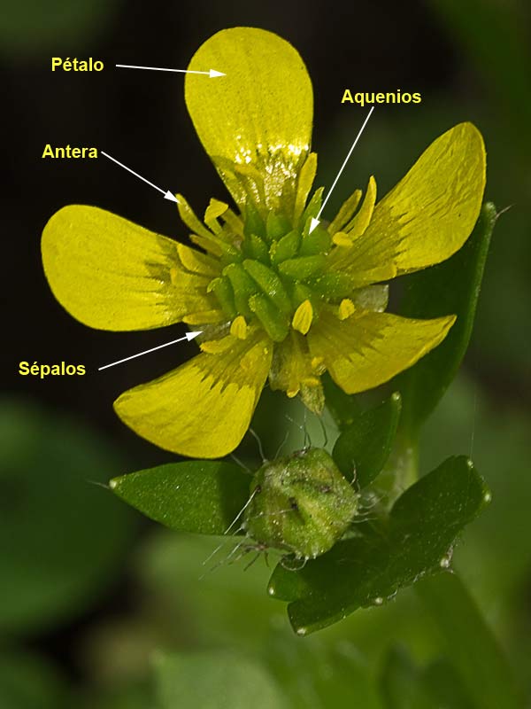 Estructura de la flor del Abrojo a cinco (Ranunculus muricatus)